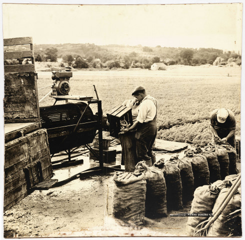 BRETIGNY-SUR-ORGE, Etablissements Clause.- Récolte de carottes chez des maraichers du sud-ouest, [vers 1950]. 