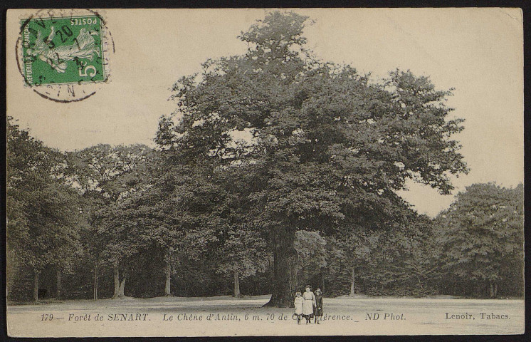 Le chêne d'Antin [1907-1921].