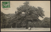 Le chêne d'Antin, 1903.
