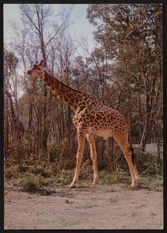 SAINT-VRAIN.- Parc zoologique de Saint-Vrain. Girafe. 