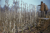 CHEPTAINVILLE. - Domaine de Cheptainville, plantations, taille des cormiers au début de l'hiver ; couleur ; 5 cm x 5 cm [diapositive] (1961). 