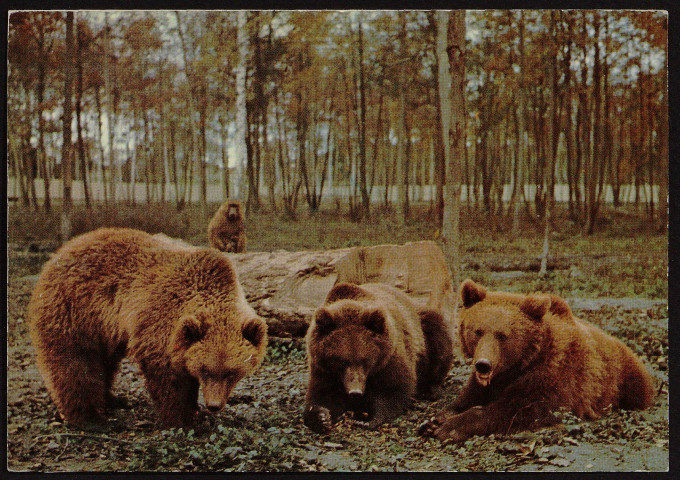 SAINT-VRAIN.- Parc zoologique de Saint-Vrain : Ours d'Europe et babouin [1974-1985]. 