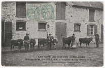 MASSY. - Villegénis. Elevage de vaches jersiaises, des étables de M. Chevalie [ Cliché Caillard, 1905, 2 timbre à 5 centimes, 7 lignes, adresse]. 