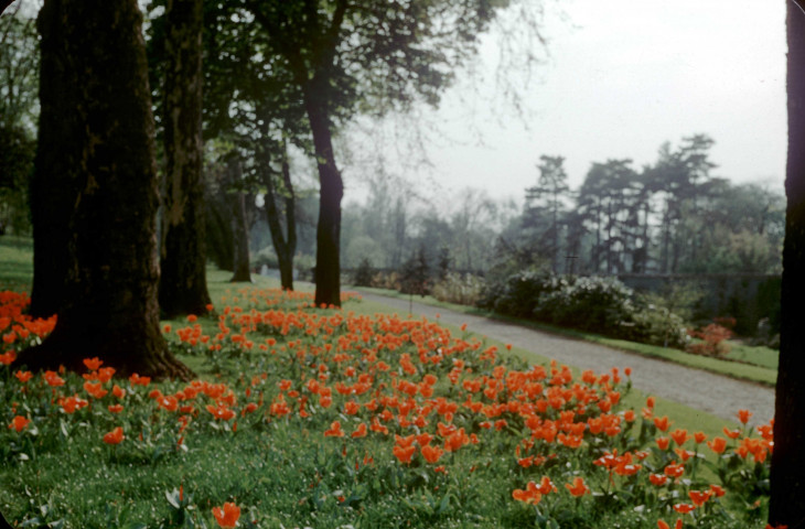 BAGATELLE. - Parc du domaine, tulipes ; couleur ; 5 cm x 5 cm [diapositive] (1957). 