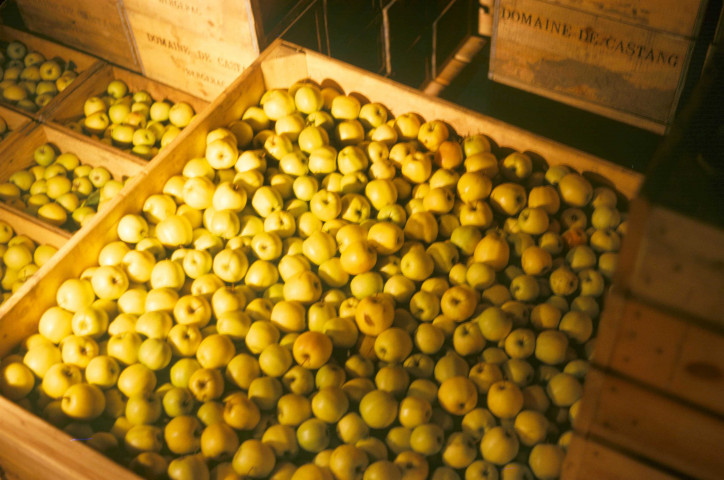 Domaine de Castang. - Entrepôts, vue de l'intérieur, pommes Golden mises en caisse ; couleur ; 5 cm x 5 cm [diapositive] (1962). 