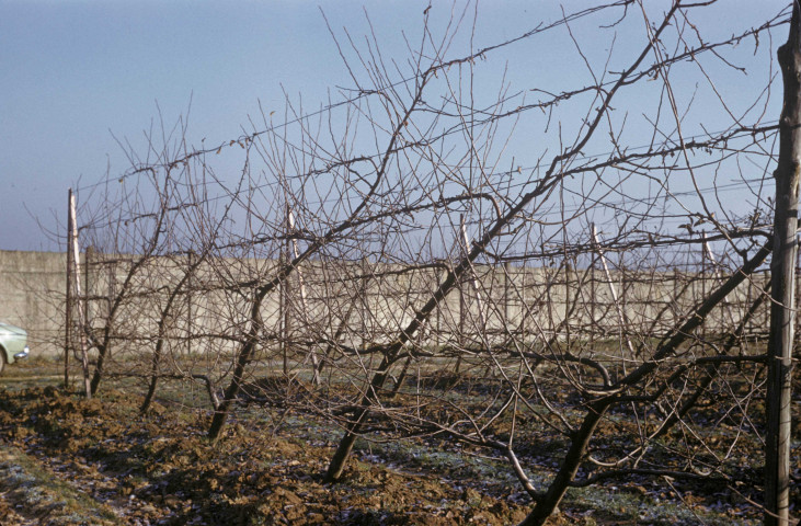 CHEPTAINVILLE. - Domaine de Cheptainville, plantations de pommiers [de variété bouche-thomas] ; couleur ; 5 cm x 5 cm [diapositive] (1961). 