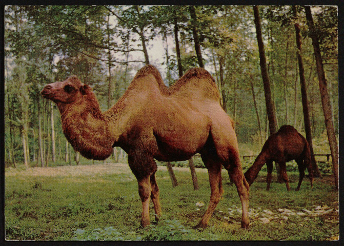 SAINT-VRAIN.- Parc zoologique de Saint-Vrain : Chameau et dromadaire [1974-1985]. 