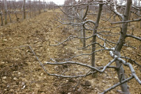 PACY-SUR-EURE. - Plantations de pommiers à PACY-SUR-EURE [département de l'Eure] ; couleur ; 5 cm x 5 cm [diapositive] [v. 1960]. 