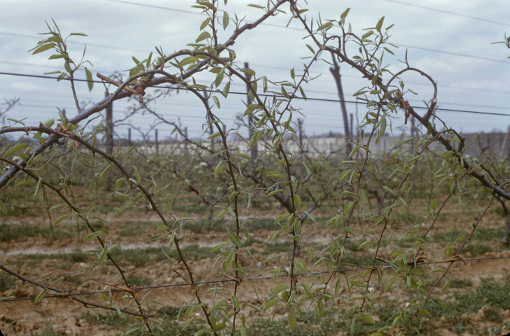 CHEPTAINVILLE. - Domaine de Cheptainville, plantations de poiriers [de variété comice] ; couleur ; 5 cm x 5 cm [diapositive] (1962). 
