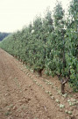CHEPTAINVILLE. - Domaine de Cheptainville, chutes de fruits causées par la tempête de septembre 1962 ; couleur ; 5 cm x 5 cm [diapositive] (1962). 
