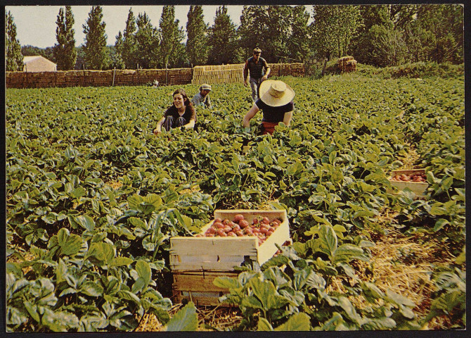 MARCOUSSIS.- La cueillette des fraises (1976).