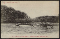 LONGPONT-SUR-ORGE. - Lormoy, parc du château : Haras (septembre 1910).
