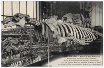 PARIS. - Jardin des Plantes [paléontologie : squelette de cétacé fossile trouvé à Etréchy]. 